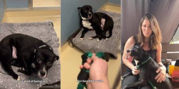 ‘Terrified’ Rescue Dog Too Scared To Leave Kennel Gets Surprise Full of Love