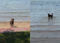 Dog Happily Hops Into Her First Swim of 2026 & It’s Pure Joy