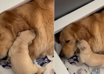Mama Golden Retriever’s Tiny Baby Moves Closer To Snuggle Because That’s All She Needs