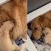 Mama Golden Retriever’s Tiny Baby Moves Closer To Snuggle Because That’s All She Needs