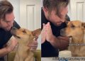 Rescue Dog Gets a New Hairstyle & Internet Has Some Thoughts