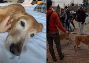 Golden Retriever Is the Most Popular Among Thousands in a Meetup
