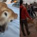 Golden Retriever Is the Most Popular Among Thousands in a Meetup