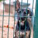 Over 60 Dogs Living in ‘Extreme Neglect’ Rescued From Pennsylvania Home