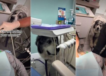 Worrying About Mom, Dog Does the Unexpected at a Dentist Appointment