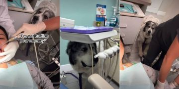 Worrying About Mom, Dog Does the Unexpected at a Dentist Appointment