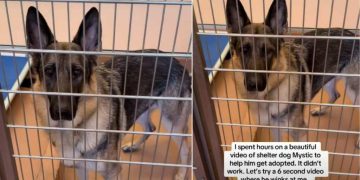 Bilingual Shelter Dog up for Adoption Has a Wink That Will Melt Your Heart