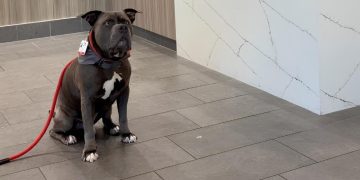 Shelter Dog Offers Comfort to Hospital Patients, Then Sneaks in a Belly Rub or 2