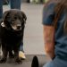 Senior Dog With Dementia Makes a Valuable Contribution to Science of Aging