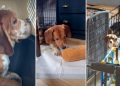 Beagles Rescued From Farm Discover Freedom for the First Time
