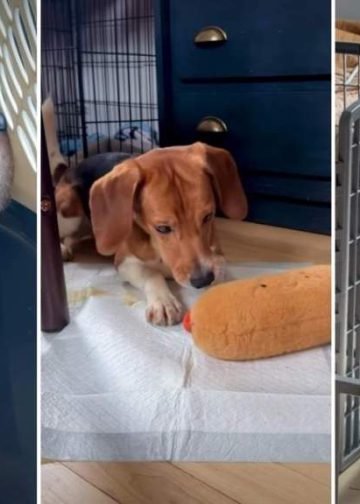 Beagles Rescued From Farm Discover Freedom for the First Time