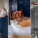 Beagles Rescued From Farm Discover Freedom for the First Time