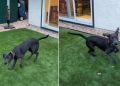 Rescue Dog up for Adoption Promises To Be ‘Soulmate Material’