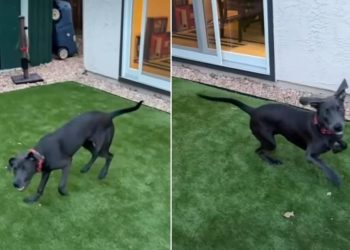 Rescue Dog up for Adoption Promises To Be ‘Soulmate Material’