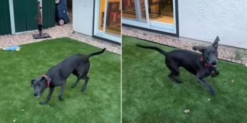 Rescue Dog up for Adoption Promises To Be ‘Soulmate Material’