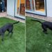 Rescue Dog up for Adoption Promises To Be ‘Soulmate Material’