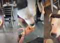 One Thing That Never Changes Between Dog & Mom Even After Baby