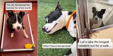 ‘Surrendered’ Shelter Dog Lands on Urgent List But Soon Gets Best News