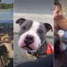 Abandoned Shelter Dog Is Ready To Be Someone’s Adventure & Cuddle Buddy for Life