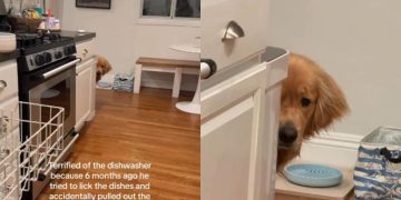 Golden Retriever Is Scared of the Dishwasher for a Very Valid Reason