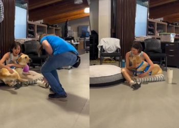 Human & Service Dog Are ‘Pre-Match Made in Heaven’ & This Video Is Proof