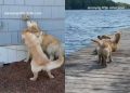 Golden Retriever Suffers Through ‘Annoying’ Little Sister’s Shenanigans