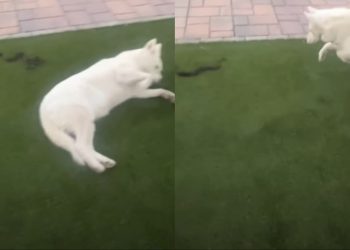 Stubborn Dog Suddenly Becomes Extremely Cooperative After Noticing Snake