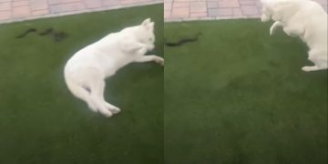 Stubborn Dog Suddenly Becomes Extremely Cooperative After Noticing Snake