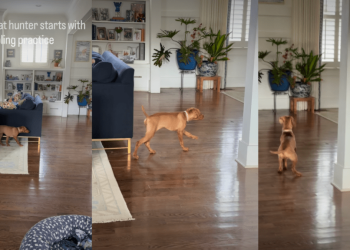 Dog Has Perfected the Slow Walk To Sneak up on Furry Sister