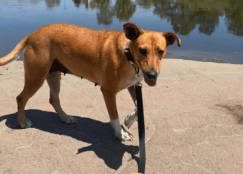Abandoned Mama Dog Found Curled Around Her Baby To Keep Him Warm Gets Rescued