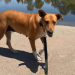 Abandoned Mama Dog Found Curled Around Her Baby To Keep Him Warm Gets Rescued
