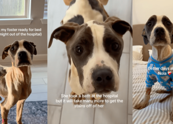 Foster Dog’s First Night Out of Hospital Is Filled With Warmth & Love
