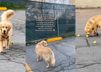 Golden Retriever Runs to Tennis Court Every Morning for One Important Reason