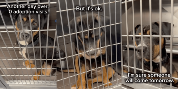 Shelter Puppy Wonders Why Everyone Keeps Passing Her by as She Wishes for a Loving Home