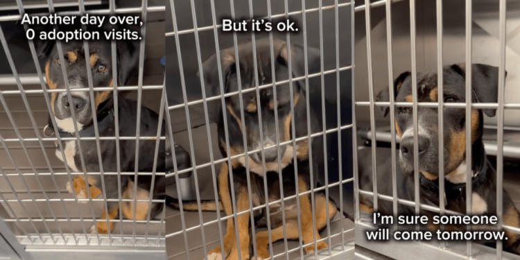 Shelter Puppy Wonders Why Everyone Keeps Passing Her by as She Wishes for a Loving Home