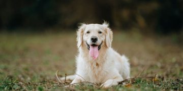 Golden Retriever’s Scent Training Helps Rescue Injured Dog — Report