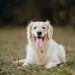 Golden Retriever’s Scent Training Helps Rescue Injured Dog — Report