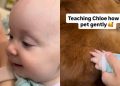 Golden Retriever Gives Little Baby All the Time She Needs To Learn To Give Gentle Pets