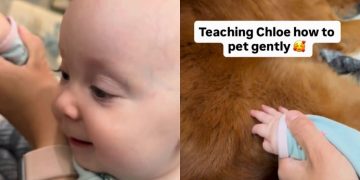 Golden Retriever Gives Little Baby All the Time She Needs To Learn To Give Gentle Pets
