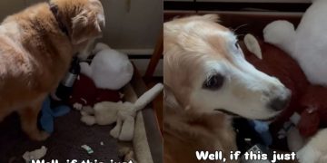 Golden Retriever Has the Wildest ‘Retrieval’ & Internet Has Some Thoughts