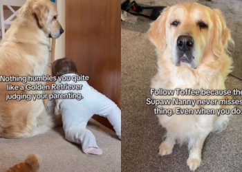 Mom Is Humbled After Golden Retriever Judges Her Parenting Skills