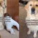 Mom Is Humbled After Golden Retriever Judges Her Parenting Skills