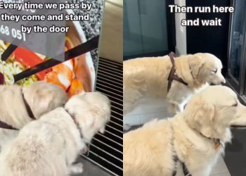 Golden Retriever Duo Is Obsessed With Secret Elevator for a Reason
