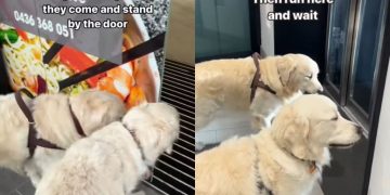 Golden Retriever Duo Is Obsessed With Secret Elevator for a Reason