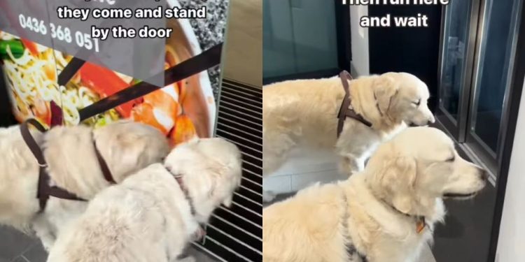 Golden Retriever Duo Is Obsessed With Secret Elevator for a Reason