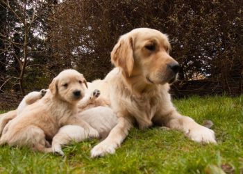 Mama Golden Retriever Hears Her Tiny Baby Crying, Then Moves Close So He’s Not Alone
