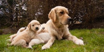 Mama Golden Retriever Hears Her Tiny Baby Crying, Then Moves Close So He’s Not Alone