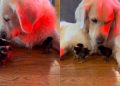 Golden Retriever Says Yes To Seeing His ‘Babies,’ Then Rushes Over To Snuggle Them