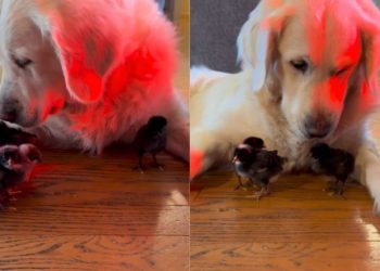 Golden Retriever Says Yes To Seeing His ‘Babies,’ Then Rushes Over To Snuggle Them