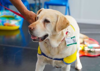 Therapy Dog’s Birthday Party Gets a Disney Twist at Children’s Hospital